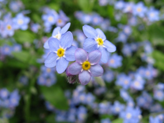 Myosotis_scorpioides1.jpg