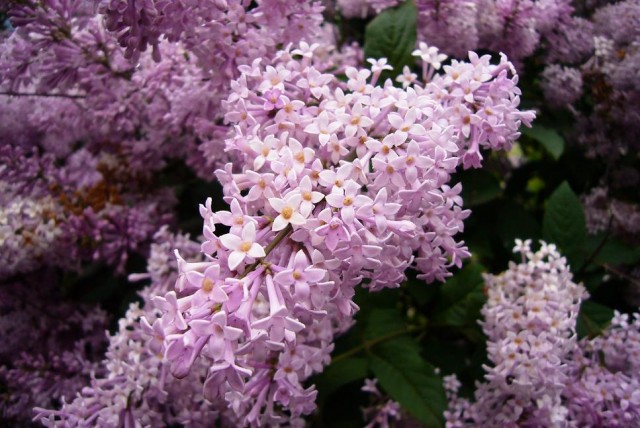 Lilacs_in_Moscow_2008.jpg