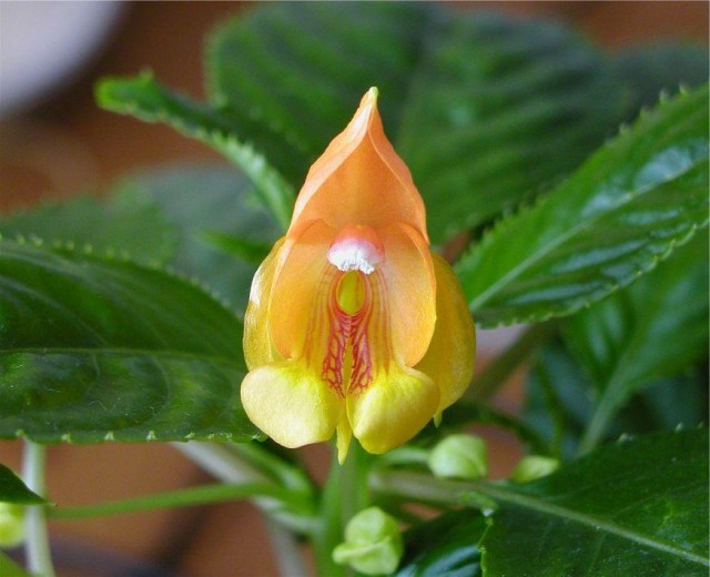 Impatiens_auricoma.jpg