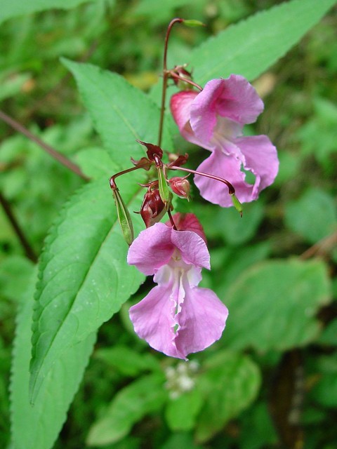 Impatiens_Glandulifera.jpg