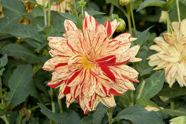 800px-Dahlia__Arlequin__7395.jpg