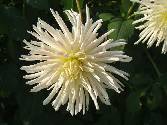 800px-Dahlia_Avalange.jpg