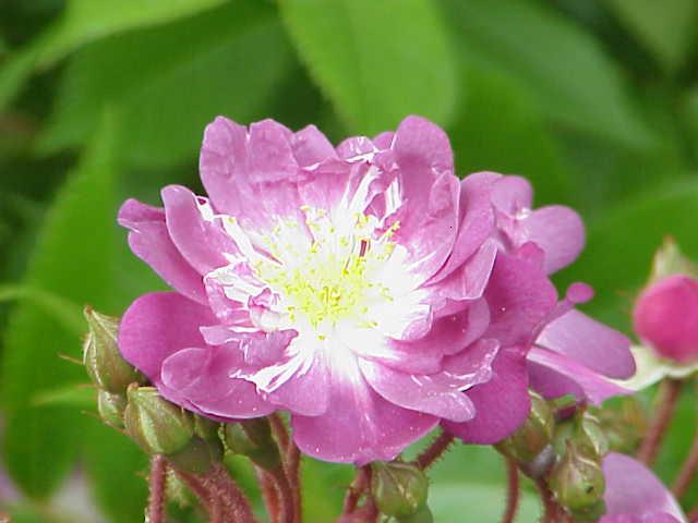 Rosa_sp_289英國薔薇.jpg