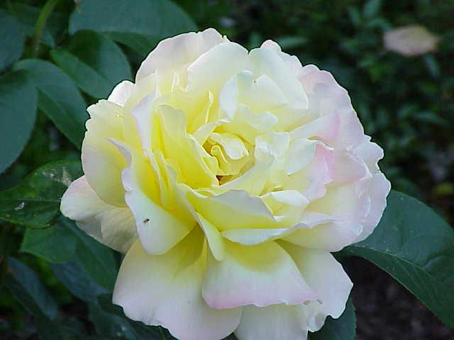 Rosa_sp_122HT.jpg