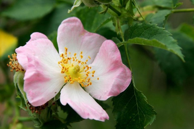 Wild_rose_flower.jpg