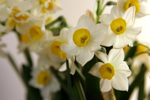Chinese_flowers--Narcissus tazetta.jpg