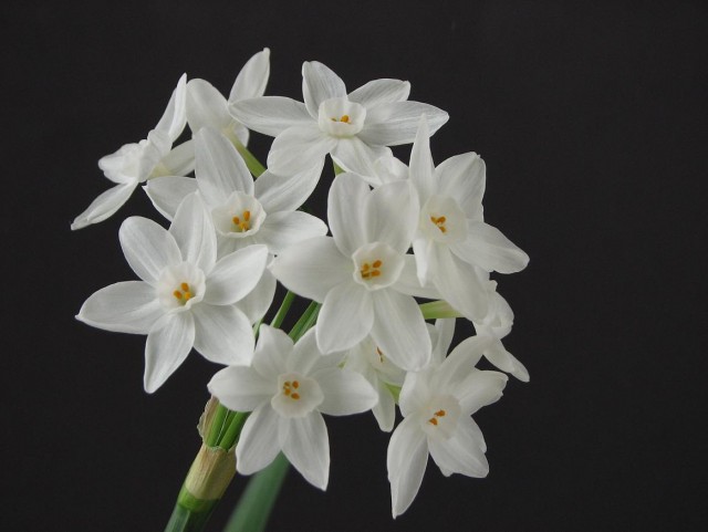NarcissusPaperwhite01.jpg