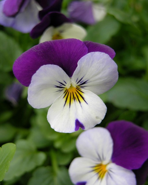 Pansy_Viola_tricolor_Flower_2448px.jpg
