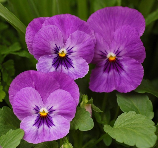 Pansy_Viola_x_wittrockiana_Purple_Cultivar_Flowers_2081px.jpg